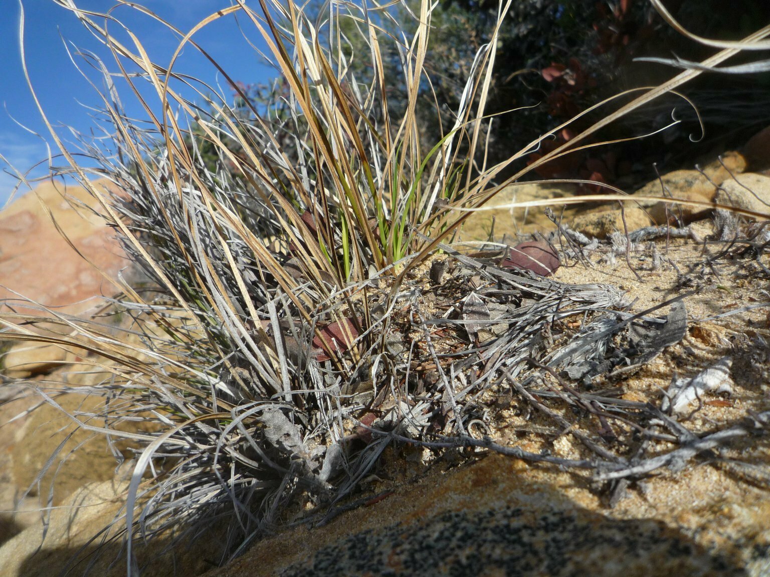 High Resolution Carex globosa Shoot